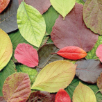 gallery/leaves
